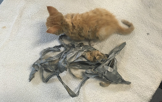 kitten next to tape that has been removed from its body